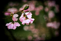 IMG_5951-Edit